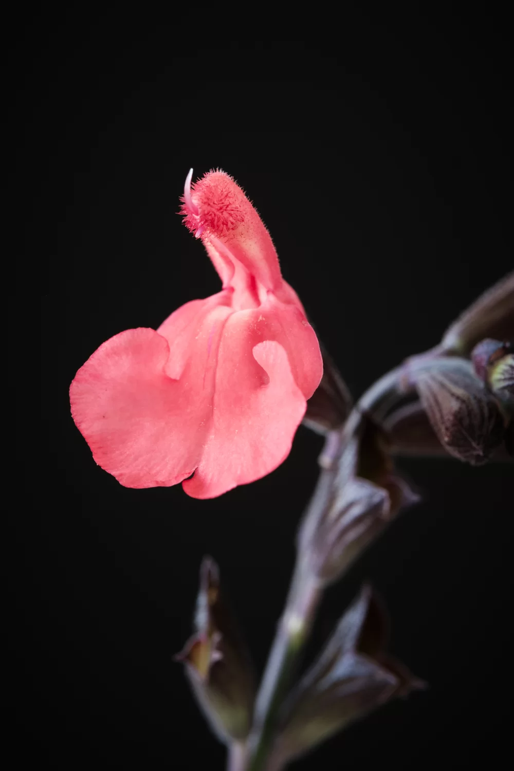 Salvia jamensis Magical® Amoer