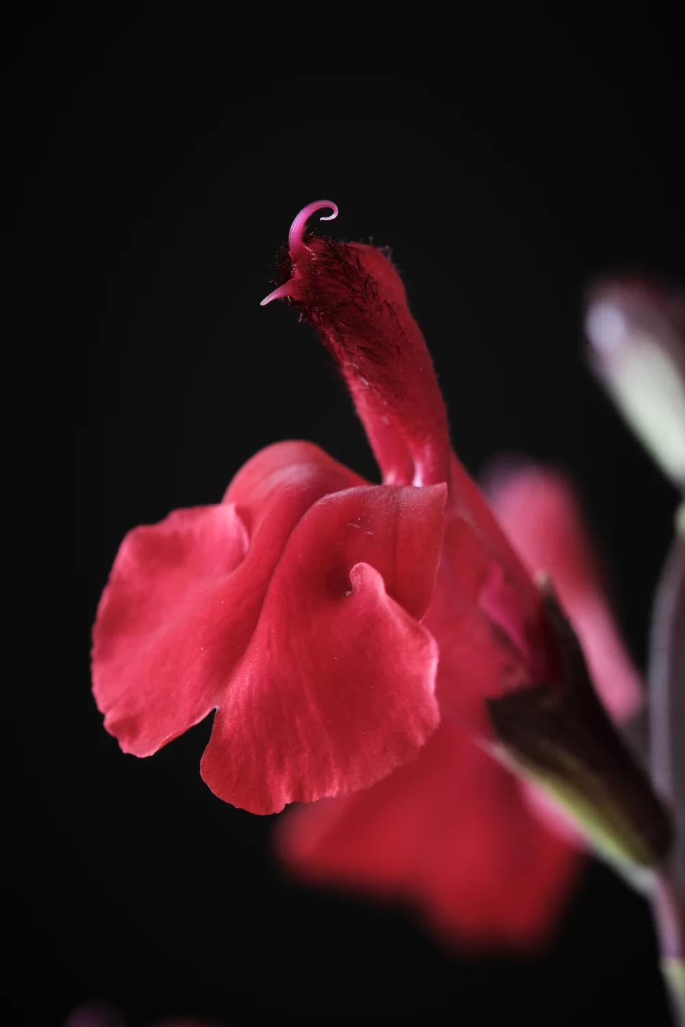 Salvia jamensis Magical® Colorado