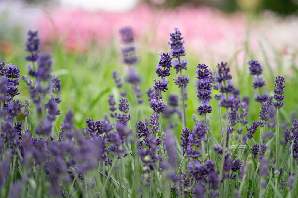 Lavandula angustifolia Lavici® Purple