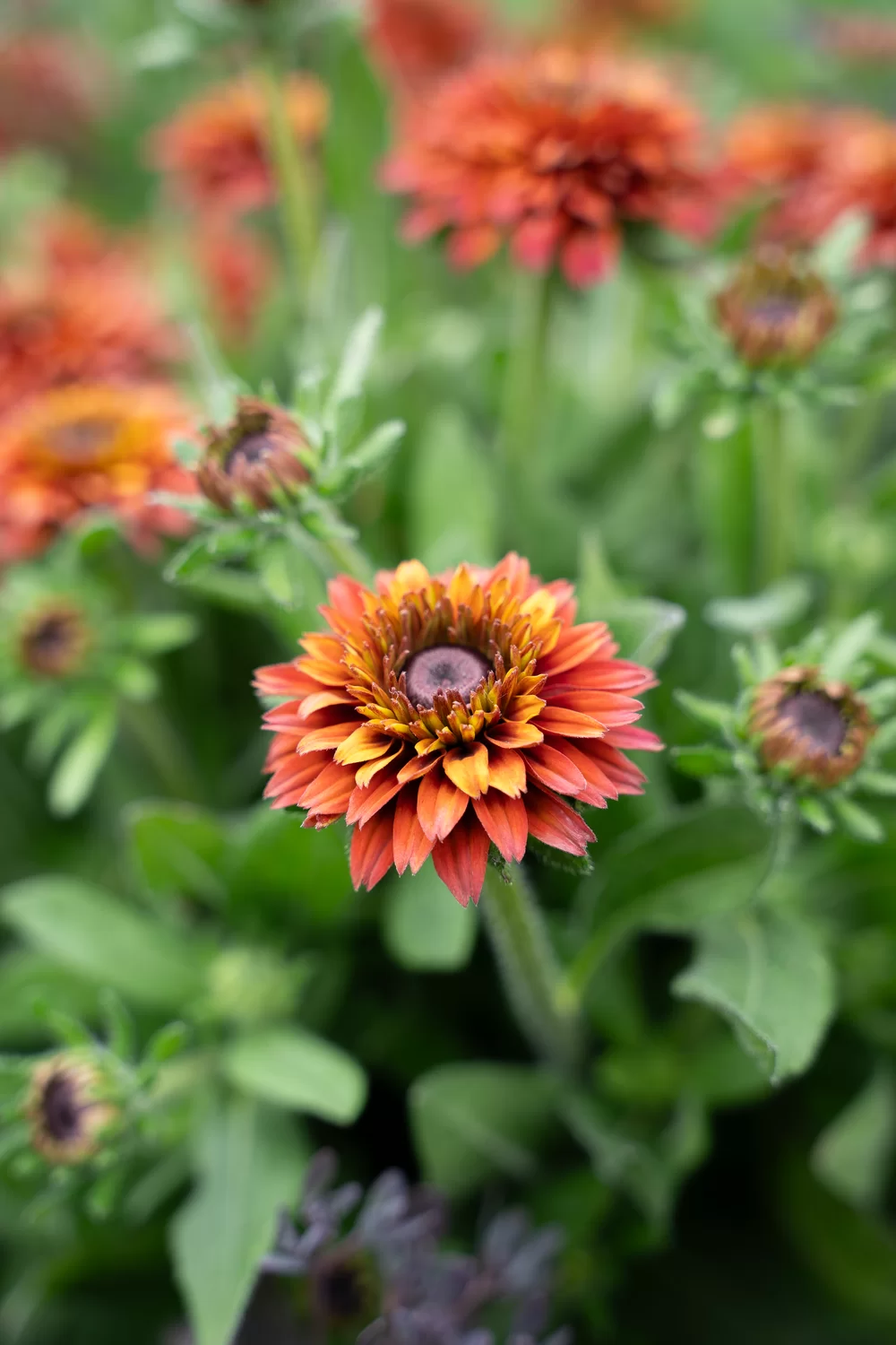 Rudbeckia hirta Rudy Double Red