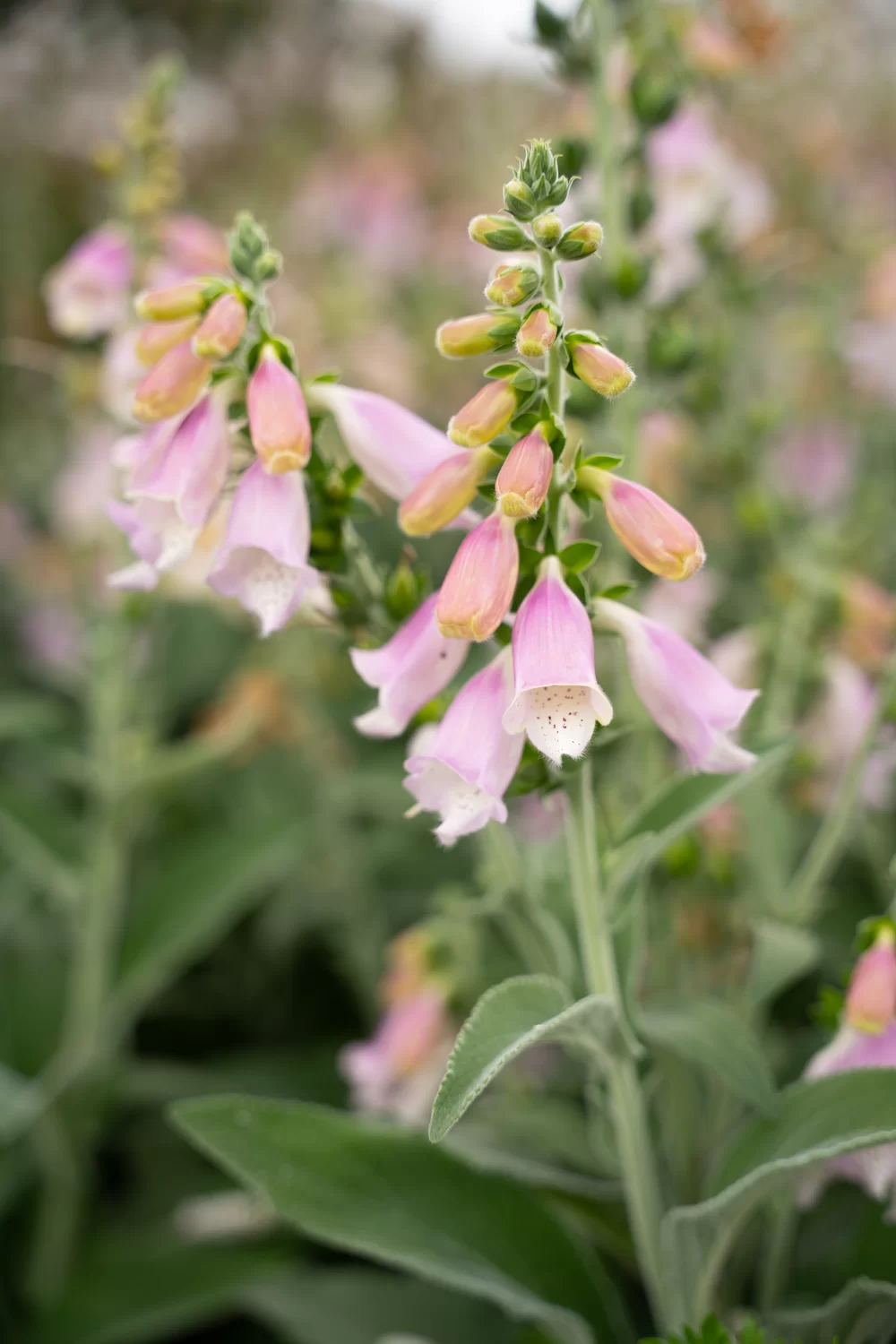 Digitalis purpurea Lucas Moonlit Grace