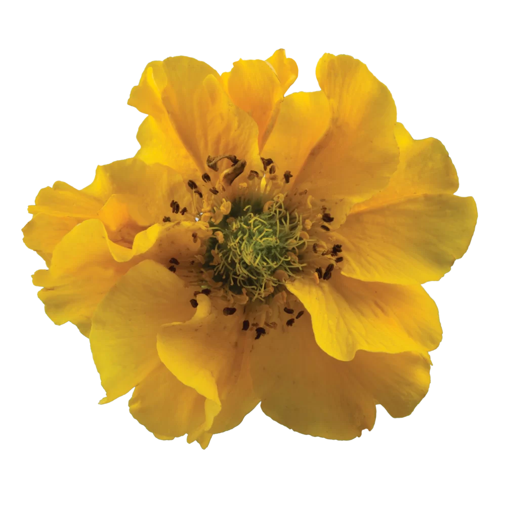 Geum chiloense Bennet Honey