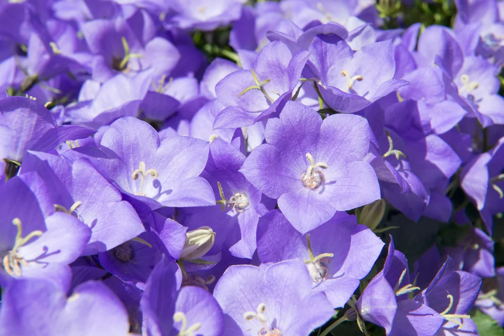 Campanula carpatica Saphira Deep Blue