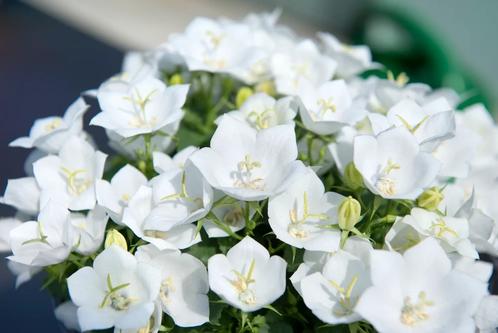 Campanula carpatica Saphira White