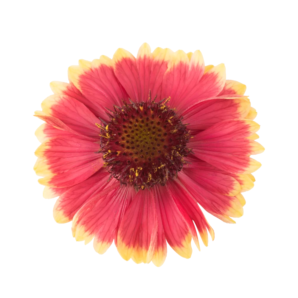 Gaillardia aristata Guapa Cherry Cream