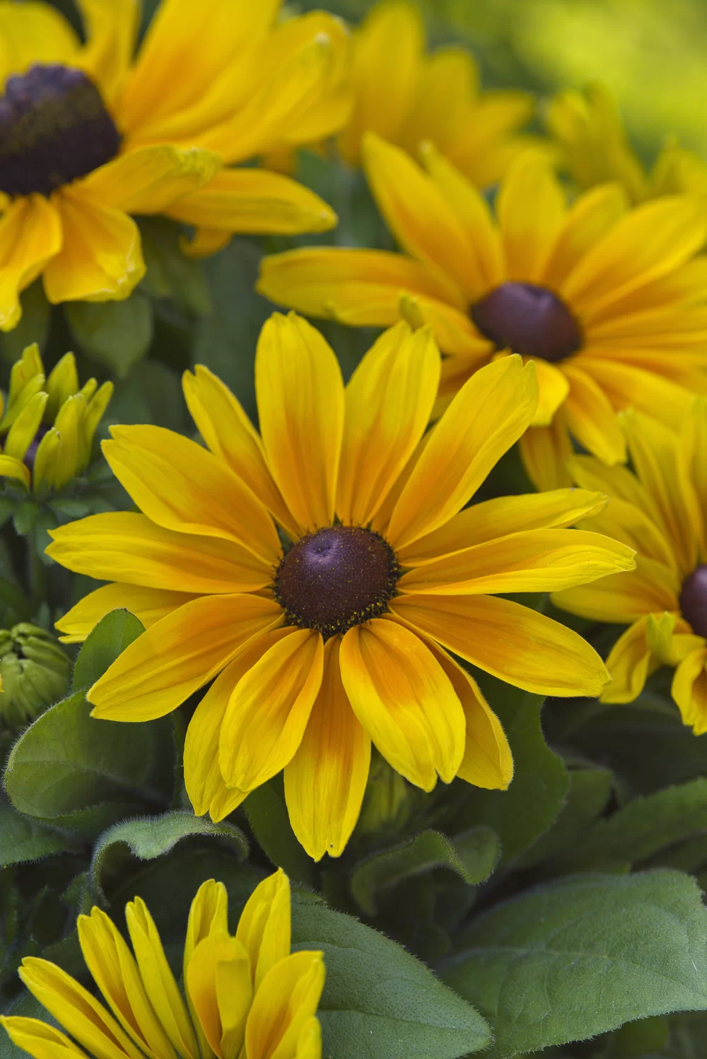 Rudbeckia hirta Sunbeckia Maya