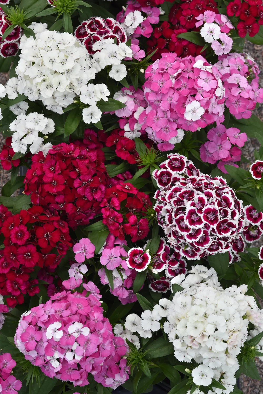 Dianthus x barbatus Dart Select Mix