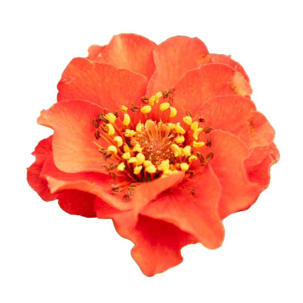 Geum chiloense Bennet Fire