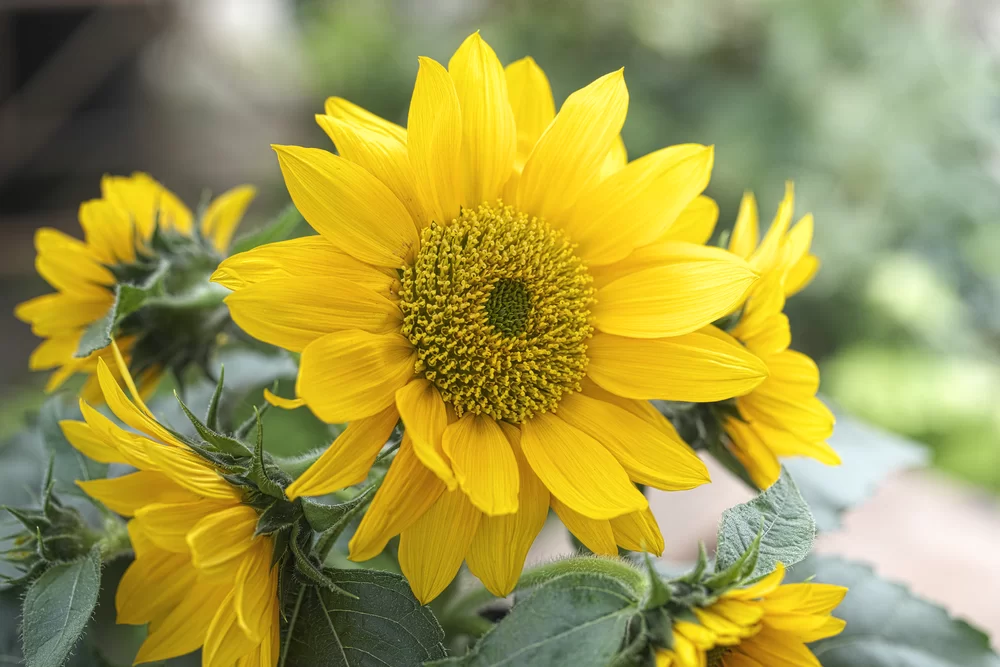 Helianthus annuus Smiley Gold F1