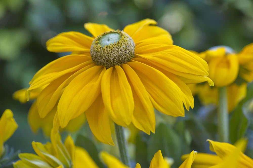 Rudbeckia hirta Sunbeckia Ophelia
