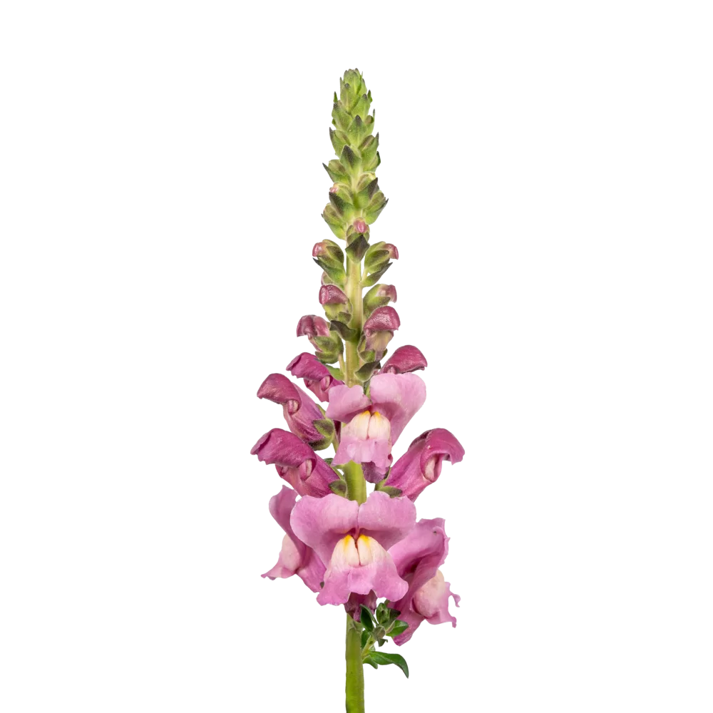 Antirrhinum majus Avignon 2 Lavender