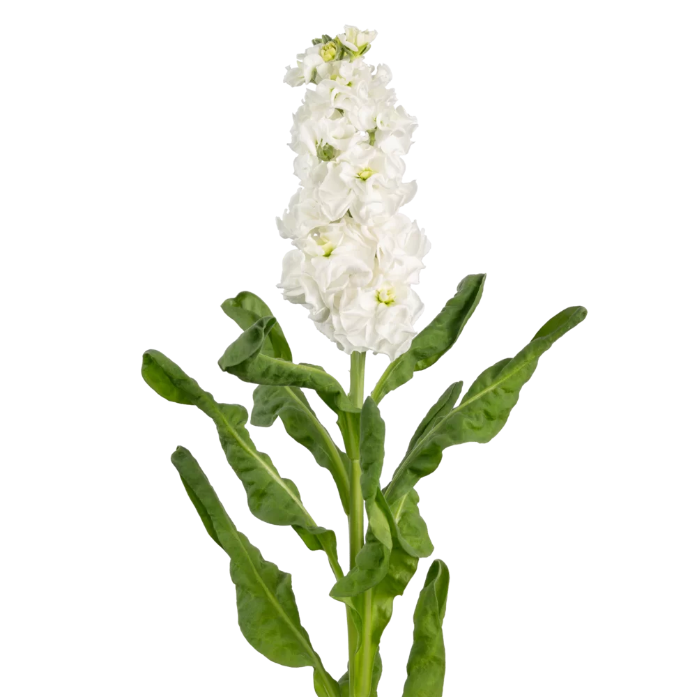 Matthiola incana Impala White