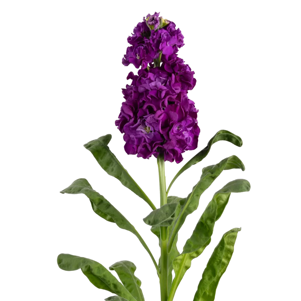 Matthiola incana Impala Purple