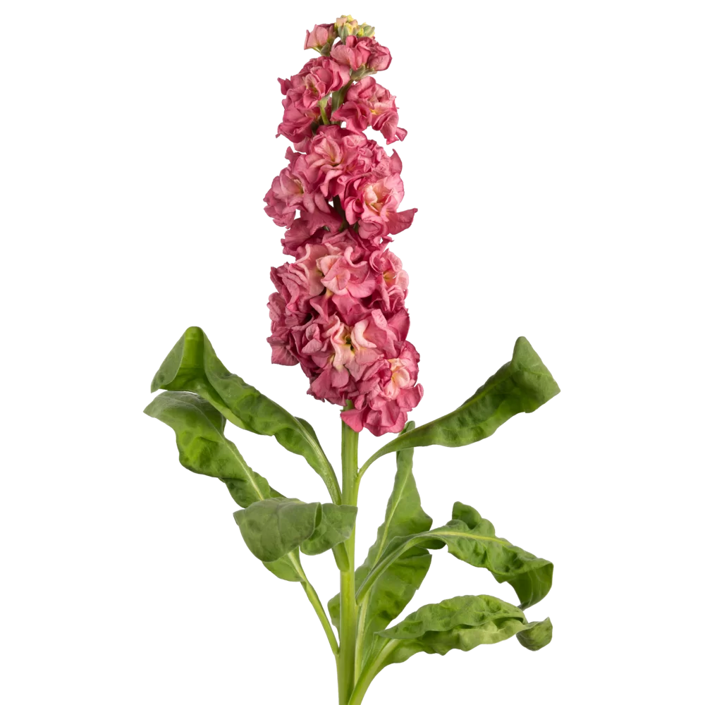 Matthiola incana Impala Terra