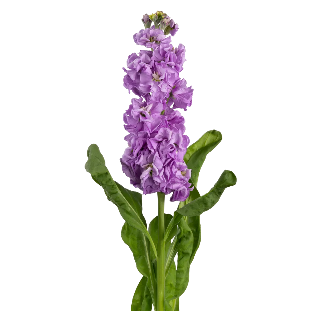 Matthiola incana Impala Lavender