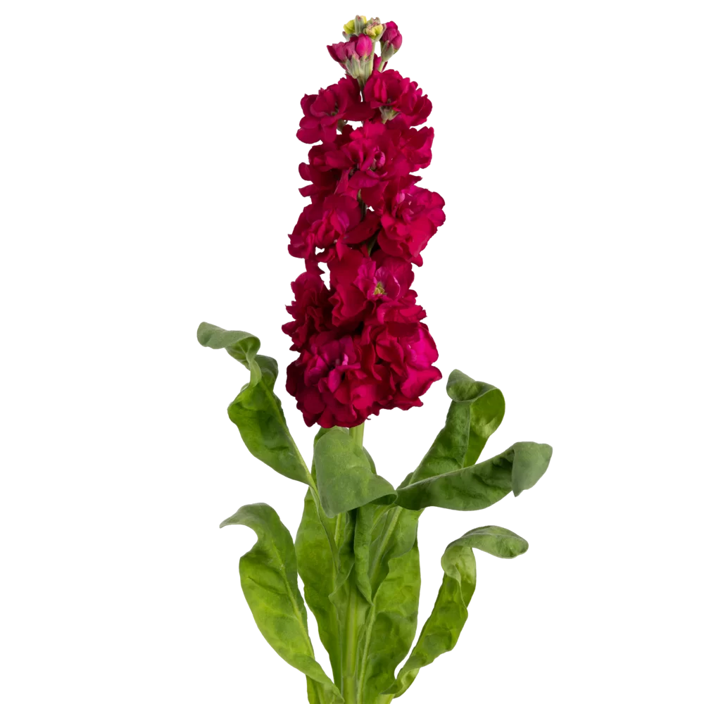 Matthiola incana Impala Red