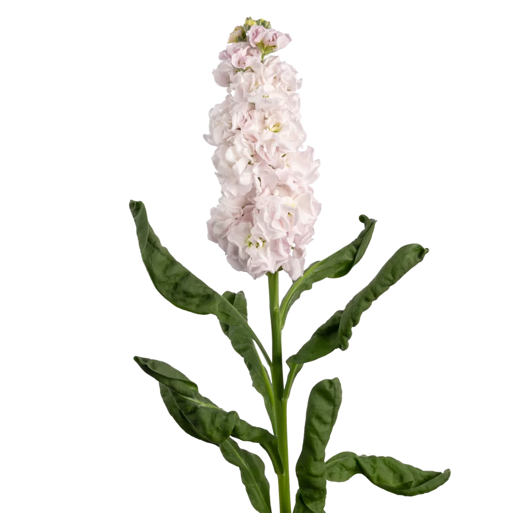 Matthiola incana Impala Cherryblossom