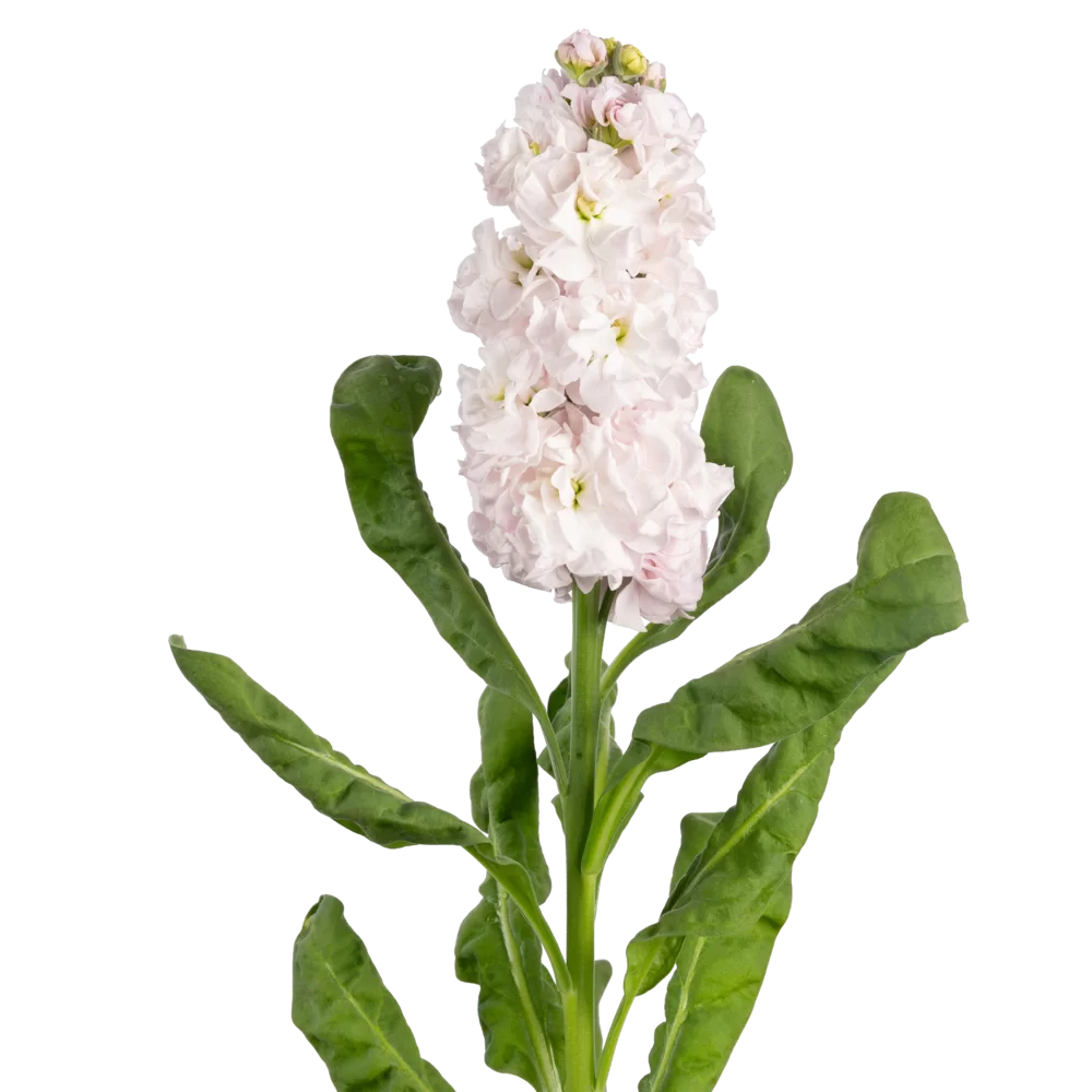 Matthiola incana Impala Wedding Pink