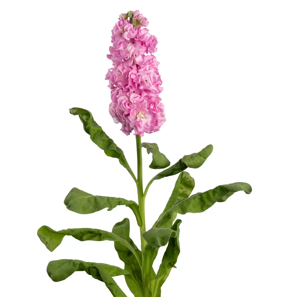 Matthiola incana Impala Pink