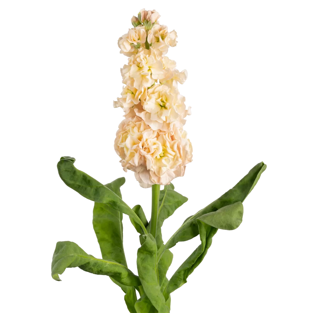 Matthiola incana Impala Apricot