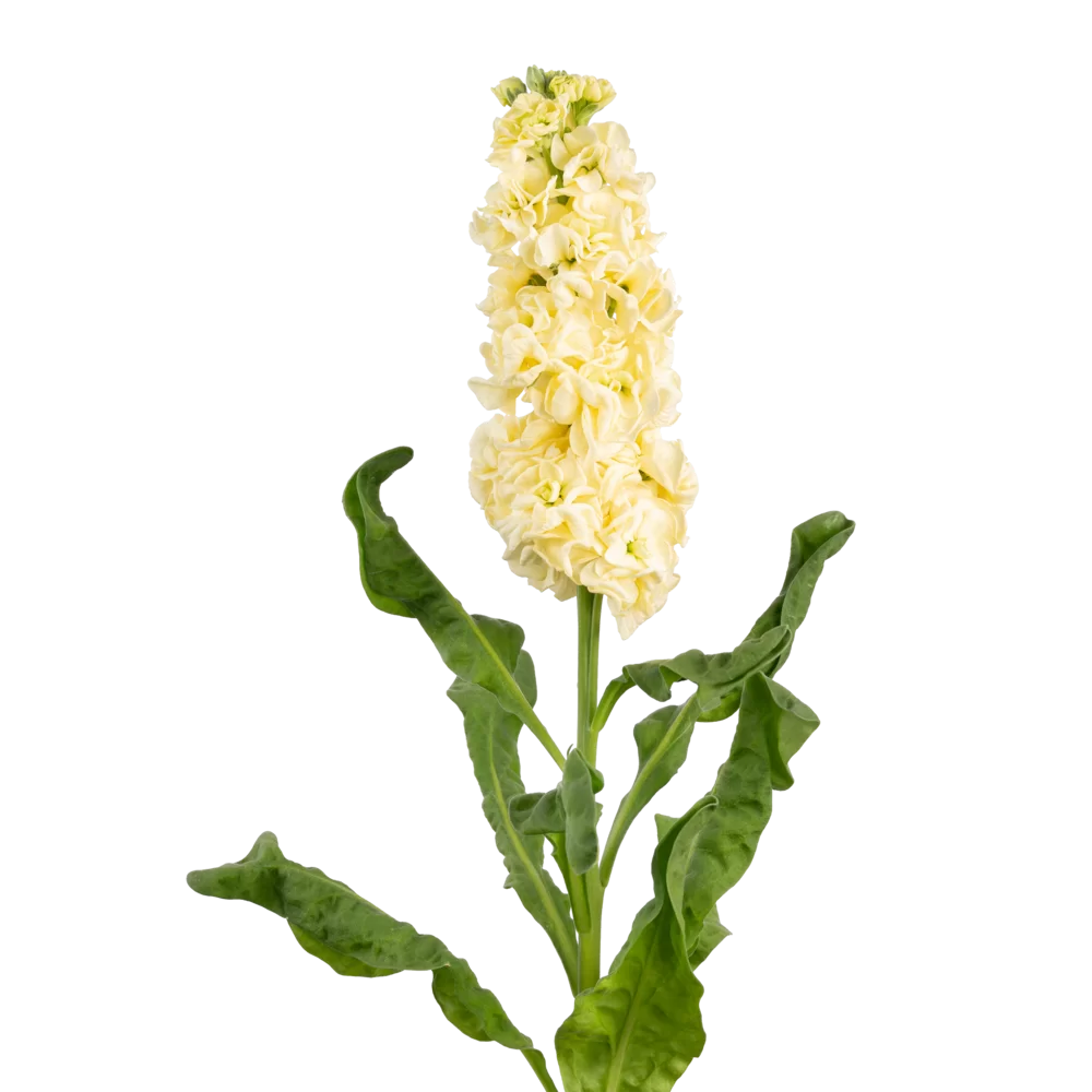 Matthiola incana Impala Yellow