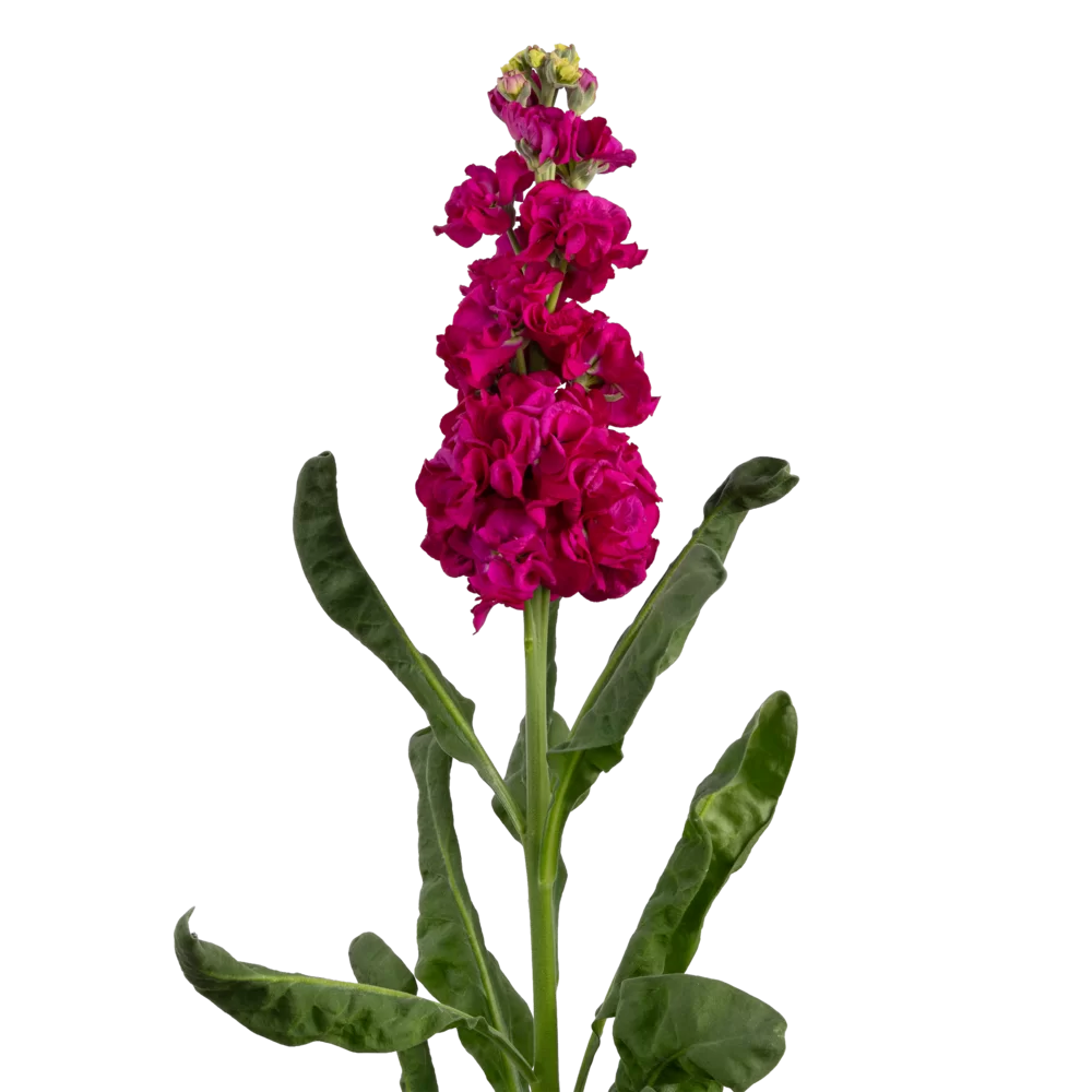 Matthiola incana Impala Rose