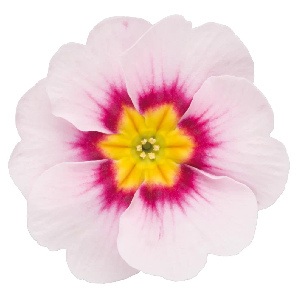 Primula vulgaris Salome® F1 Appleblossom