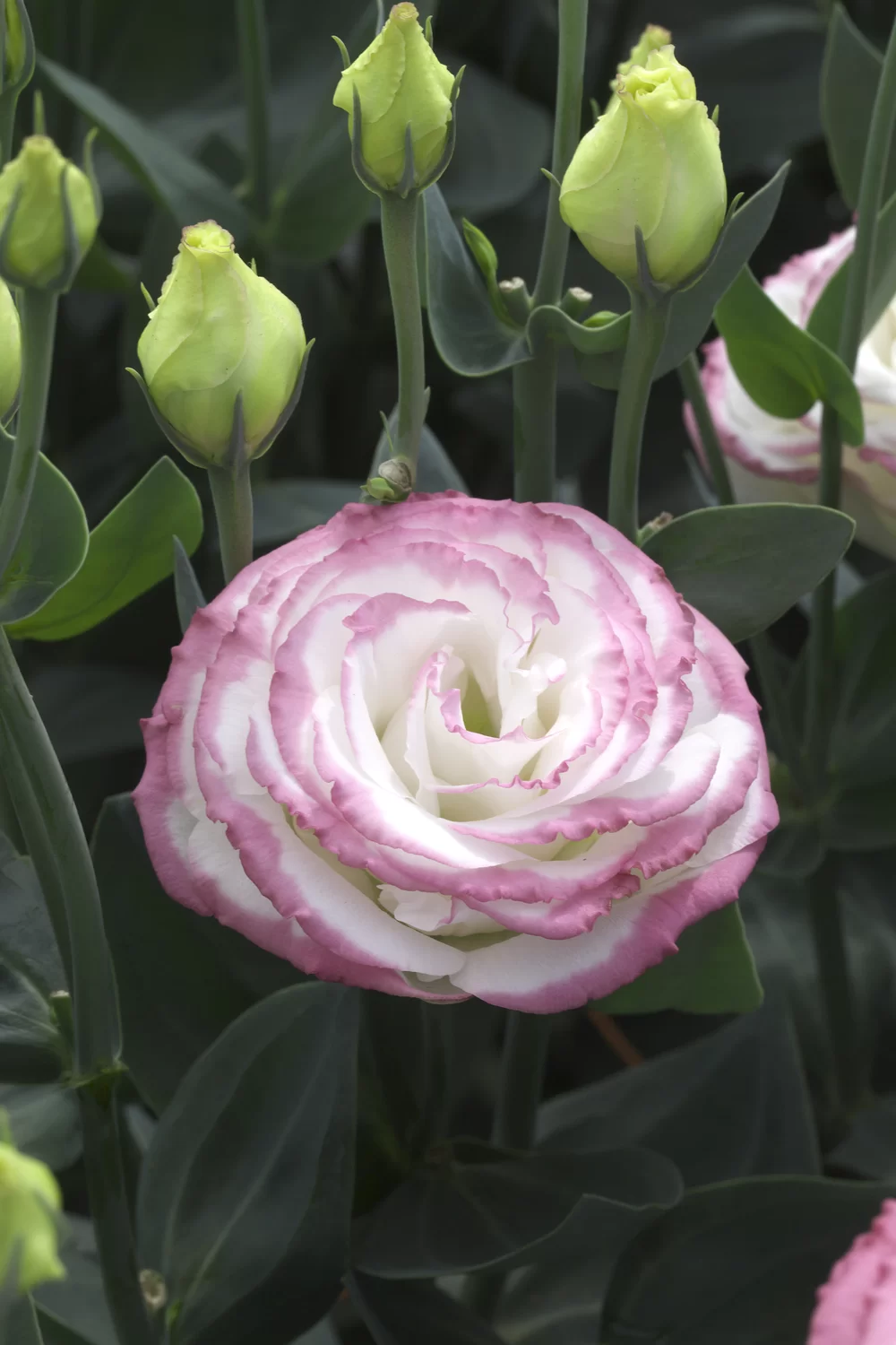 Lisianthus grandiflorum Croma 3 Pink Picotee impr.