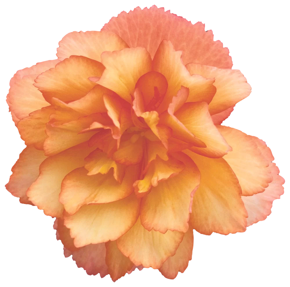 Pelleted Begonia Seeds Begonia Sun Dancer Salmon 15 Pelleted Seeds