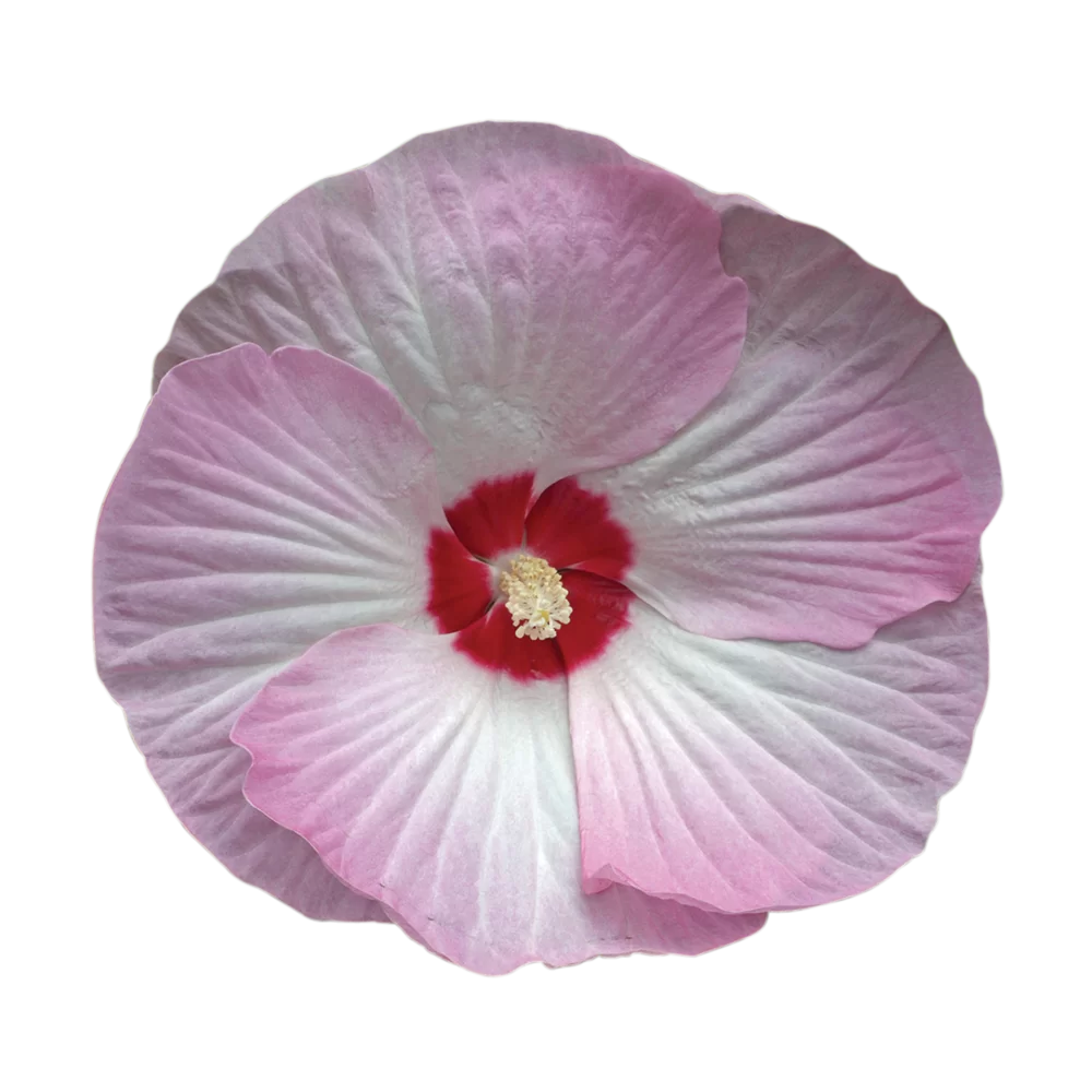 Hibiscus moscheutos Luna F1 Pink Swirl