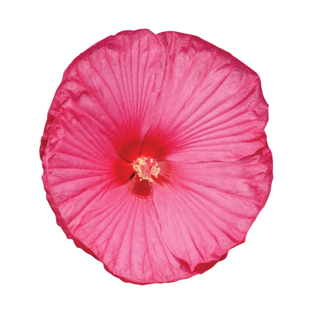 Hibiscus moscheutos Luna F1 Rose