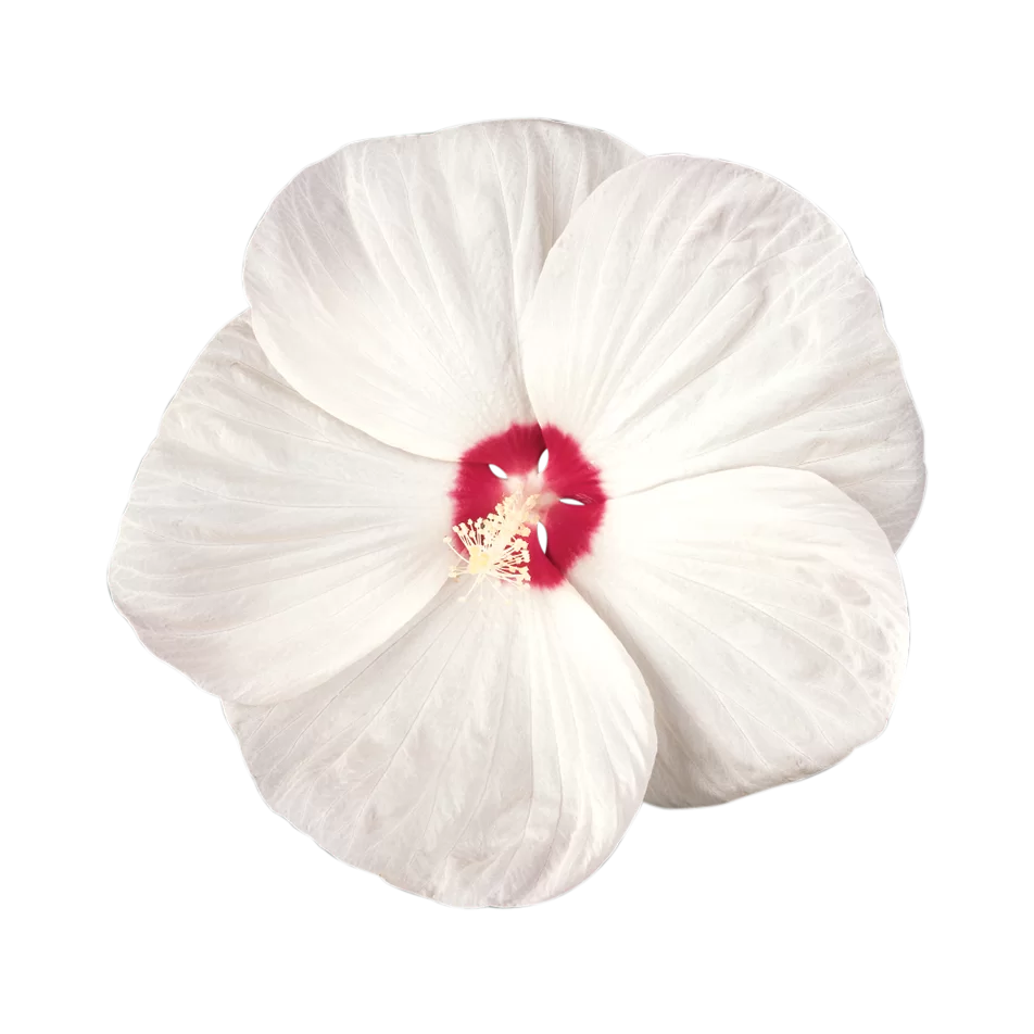 Hibiscus moscheutos Luna F1 White