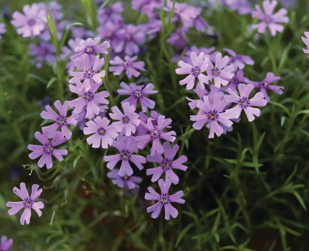 Phlox subulata Emerald Cushion Blue