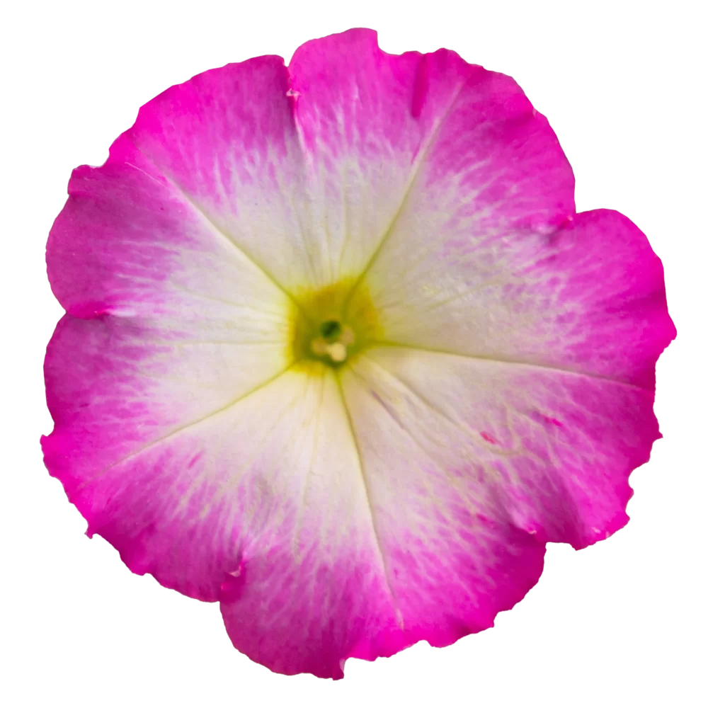 Petunia grandiflora Pacta Parade Rose Morn Impr.