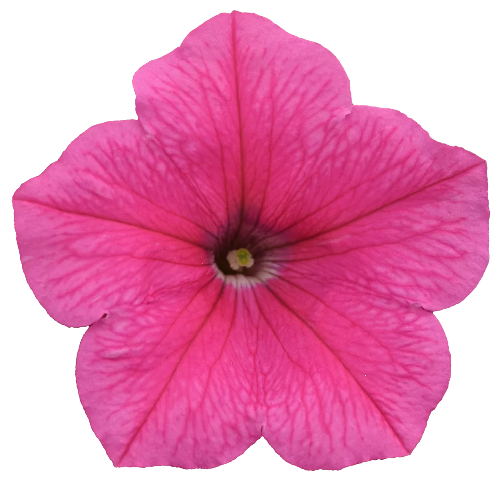 Petunia x hybrida E3 Easy Wave® F1 Pink Vein
