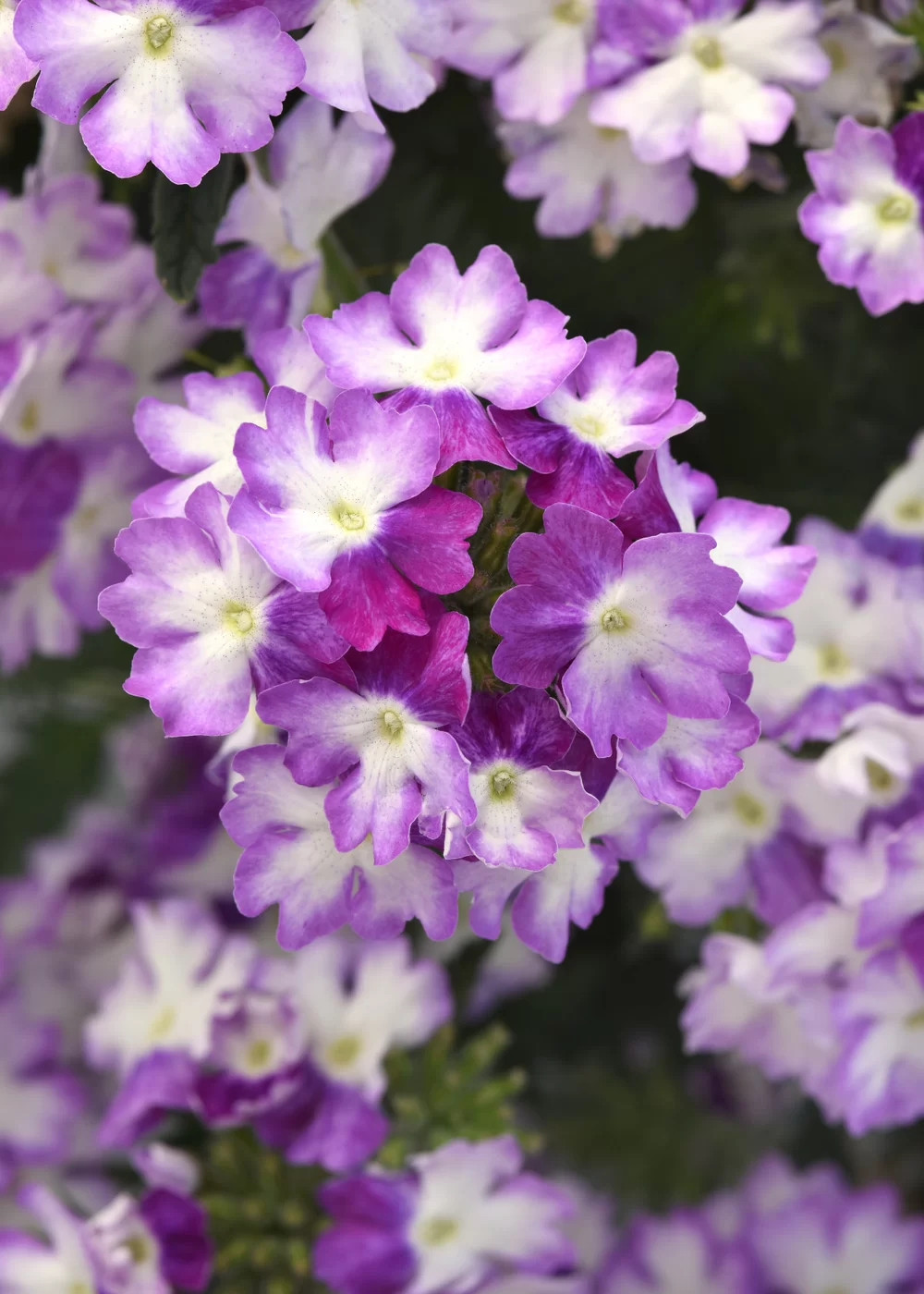 Verbena peruviana EnduraScape™ Purple Fizz