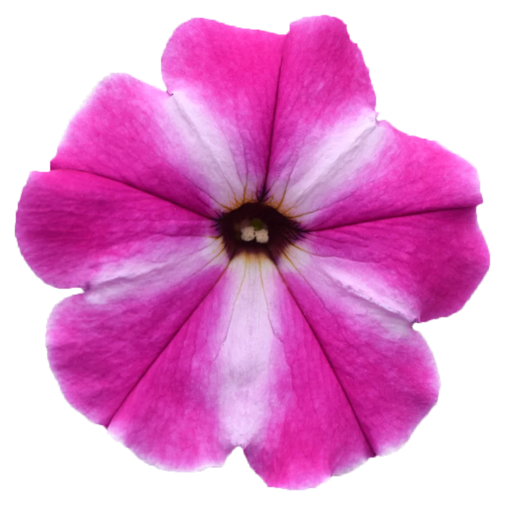 Petunia grandiflora ColorRush™ Pink Star