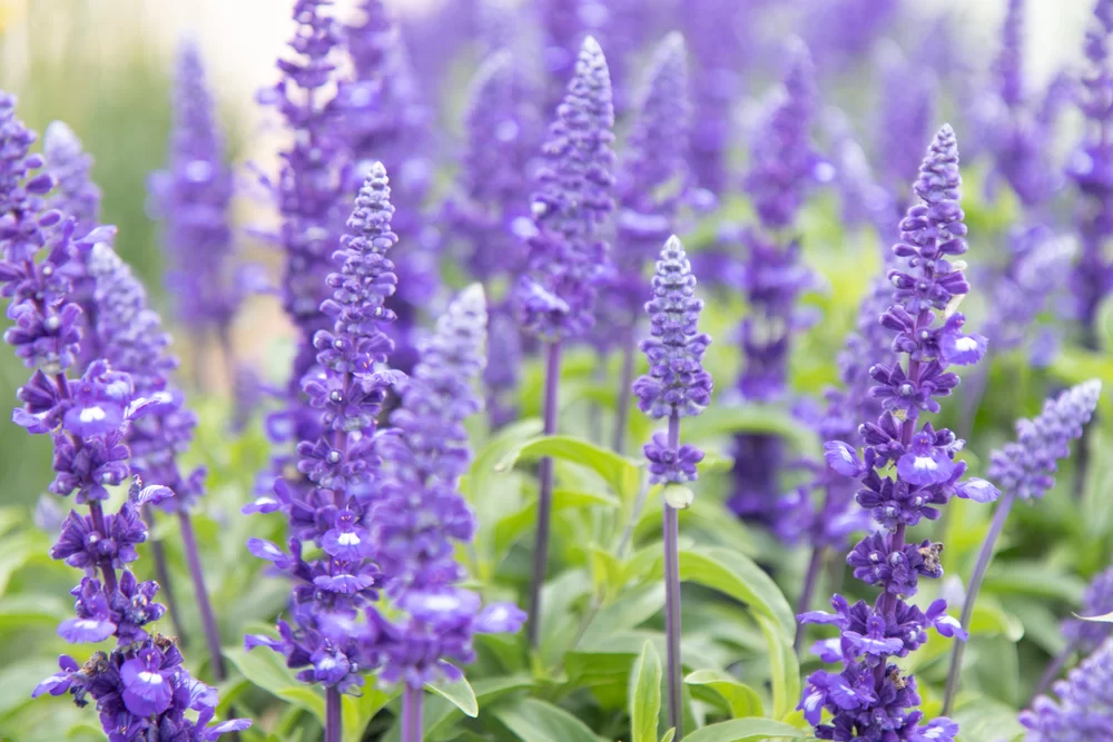 Salvia farinacea Sallyfun Blue Lagoon