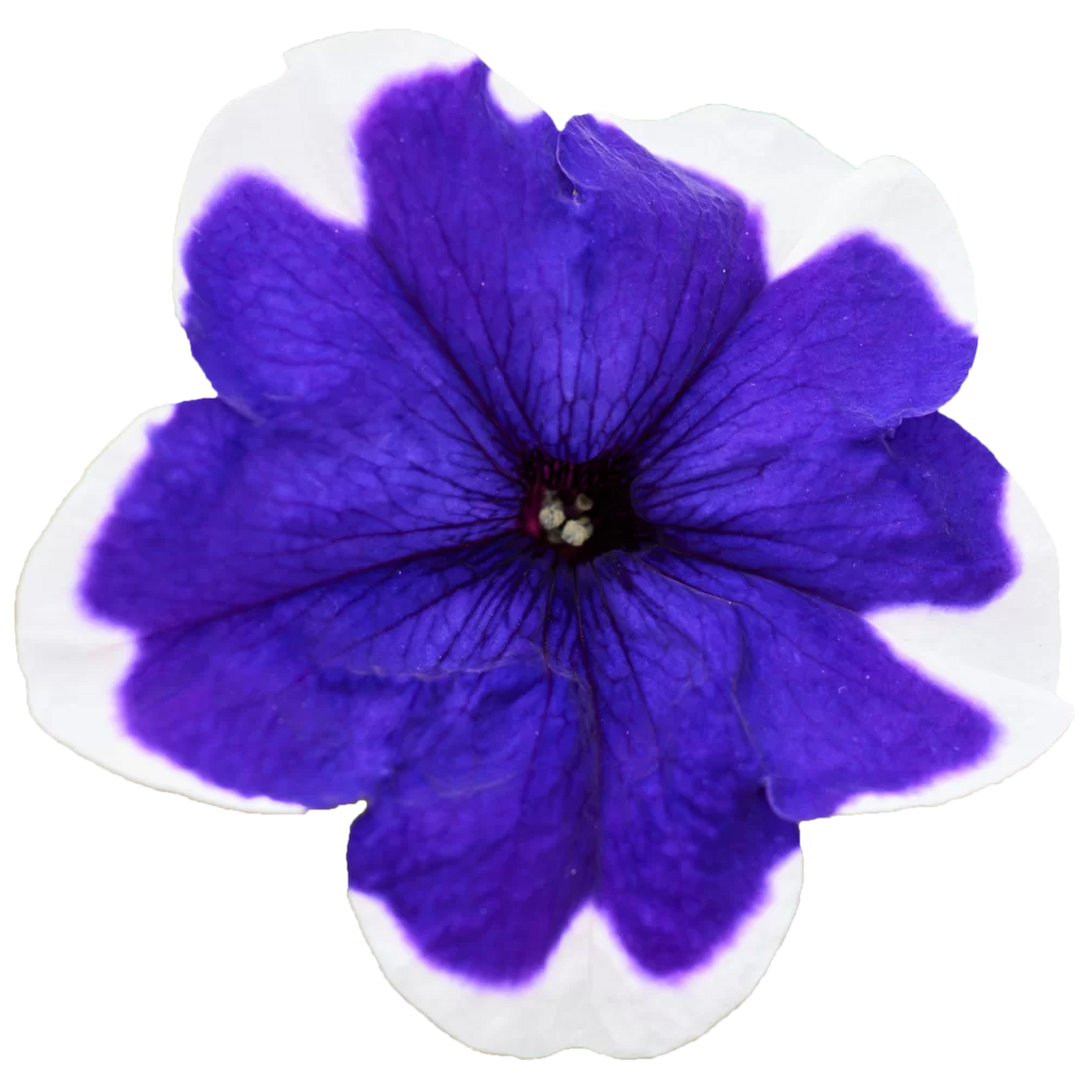 Petunia grandiflora Pacta Parade Blue Picotee
