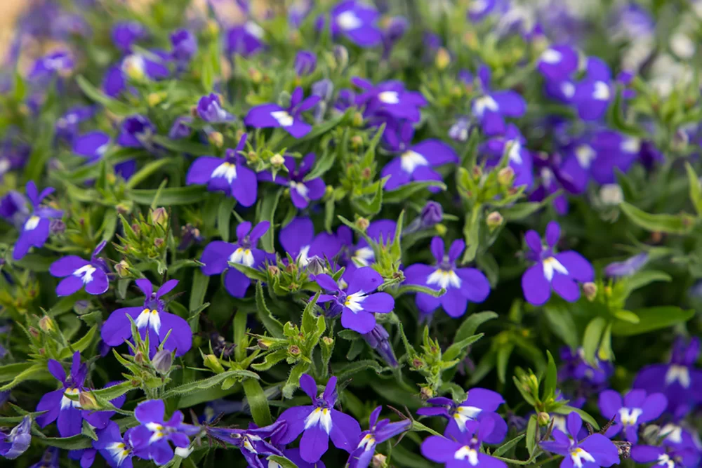 Lobelia erinus Masterpiece F1 Blue with Eye