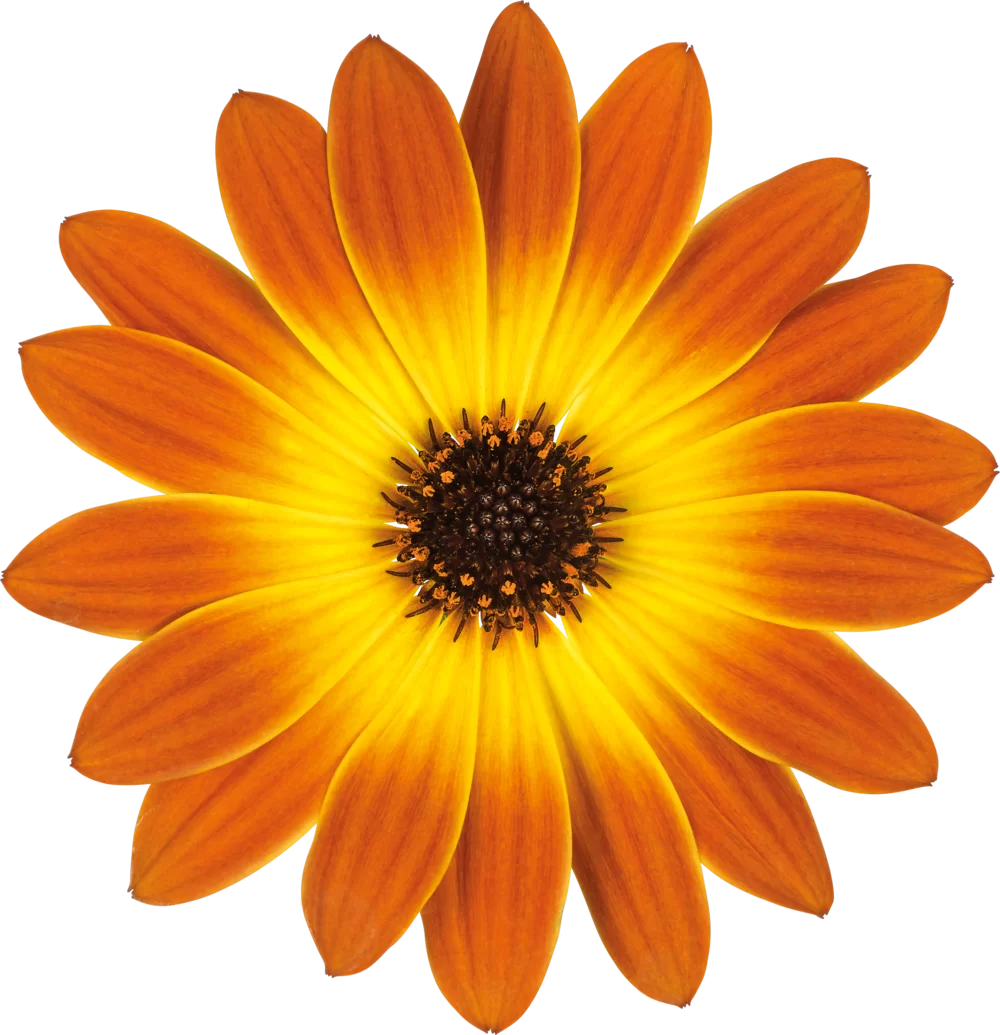 Osteospermum ecklonis Dalina® Orange Sunset