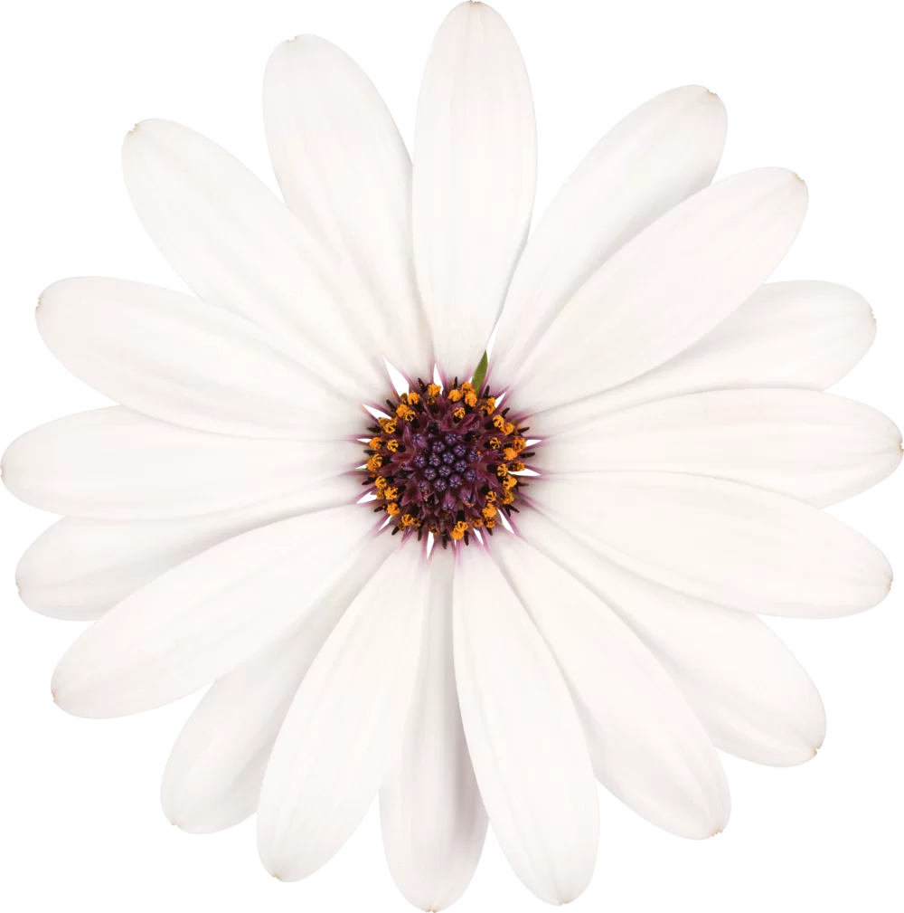 Osteospermum ecklonis Dalina® White