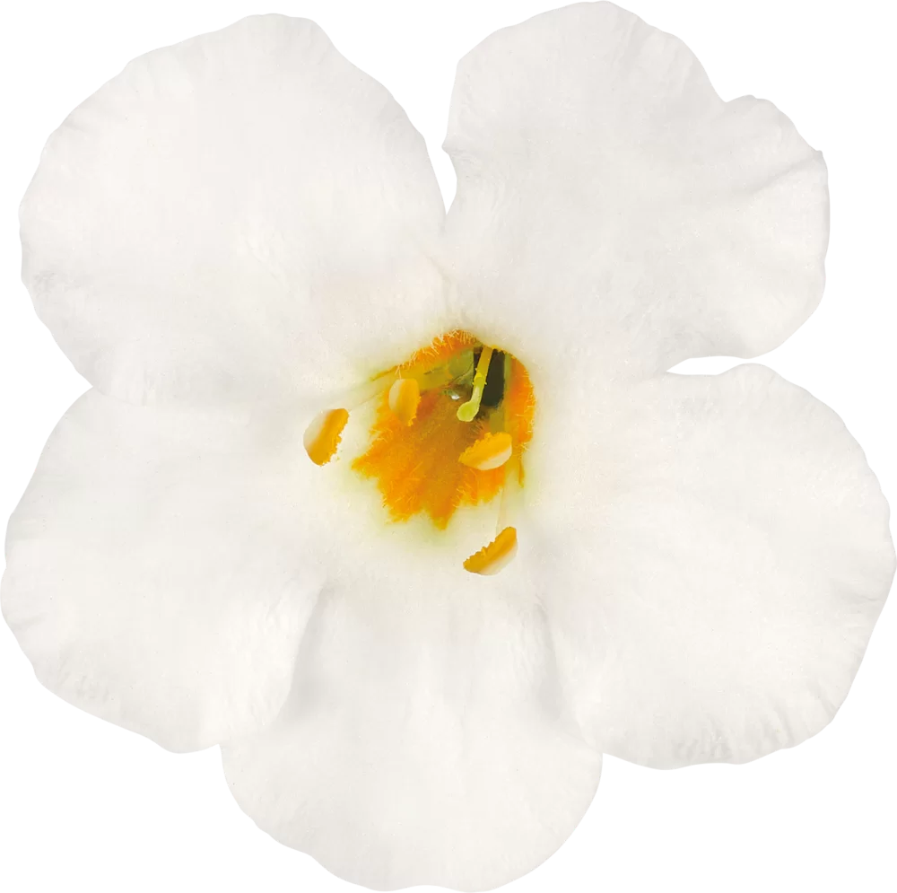 Sutera diffusus MegaCopa™ White