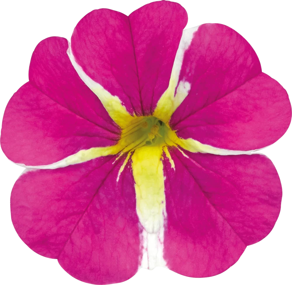 Calibrachoa parviflora Cabaret® Early Pink Star