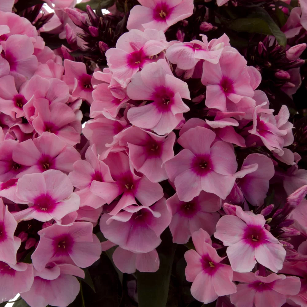 Phlox paniculata Famous Pink Eye