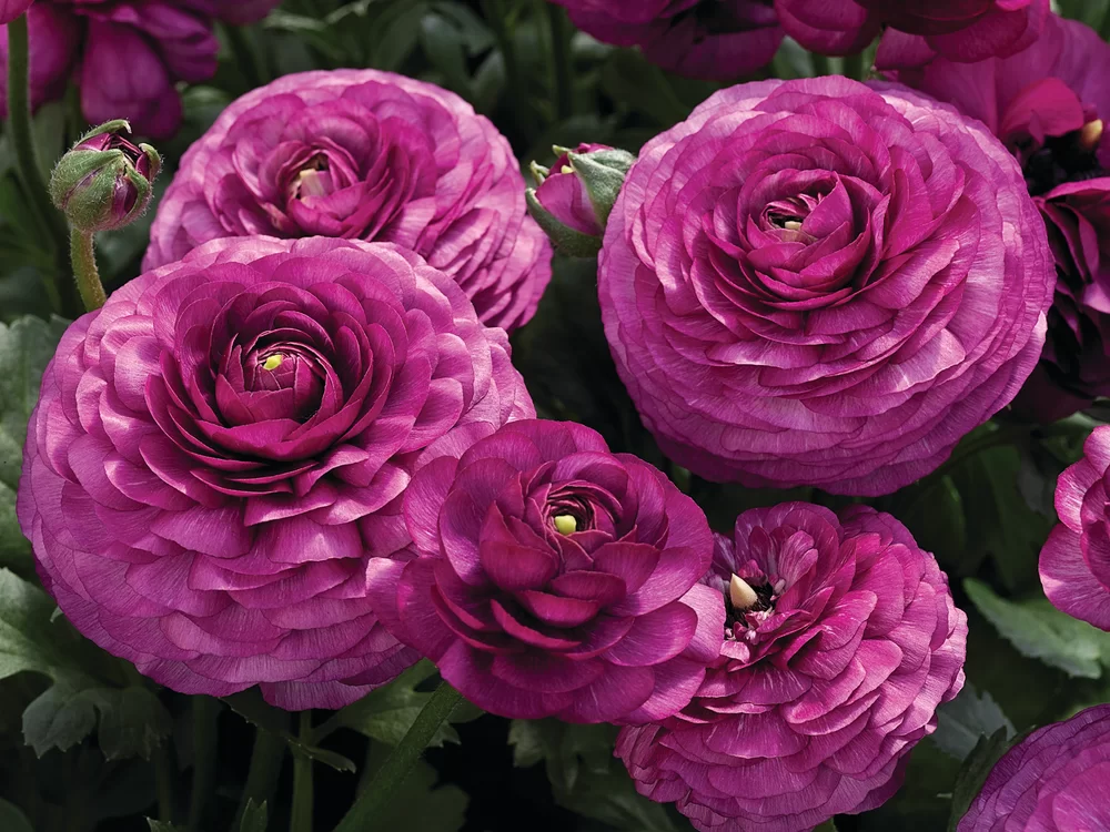 Ranunculus asiaticus Maché F1 Purple