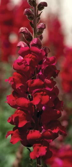 Antirrhinum majus - Sonnet F1 - Scarlet Orange