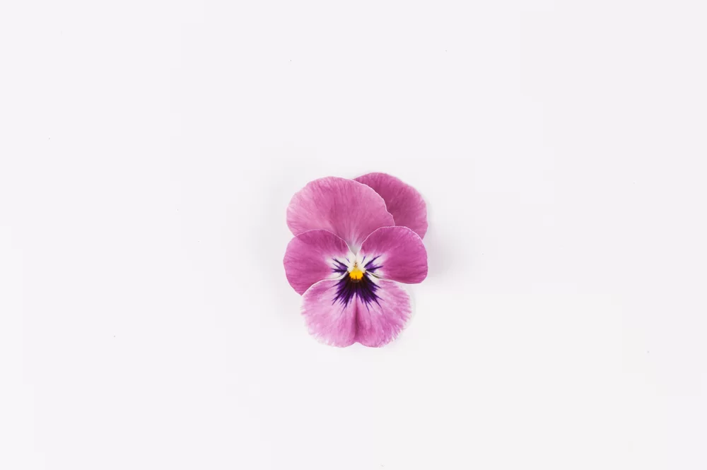 Viola cornuta EVO® Mini Raspberry/Sorbet XP