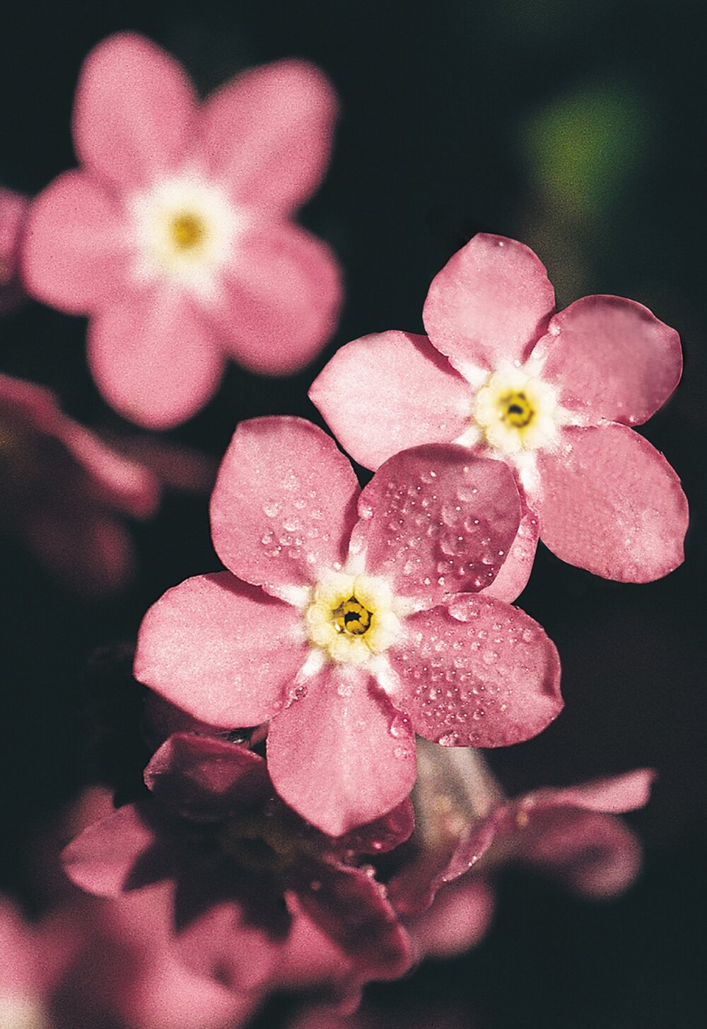 Myosotis sylvatica Sylva Rose