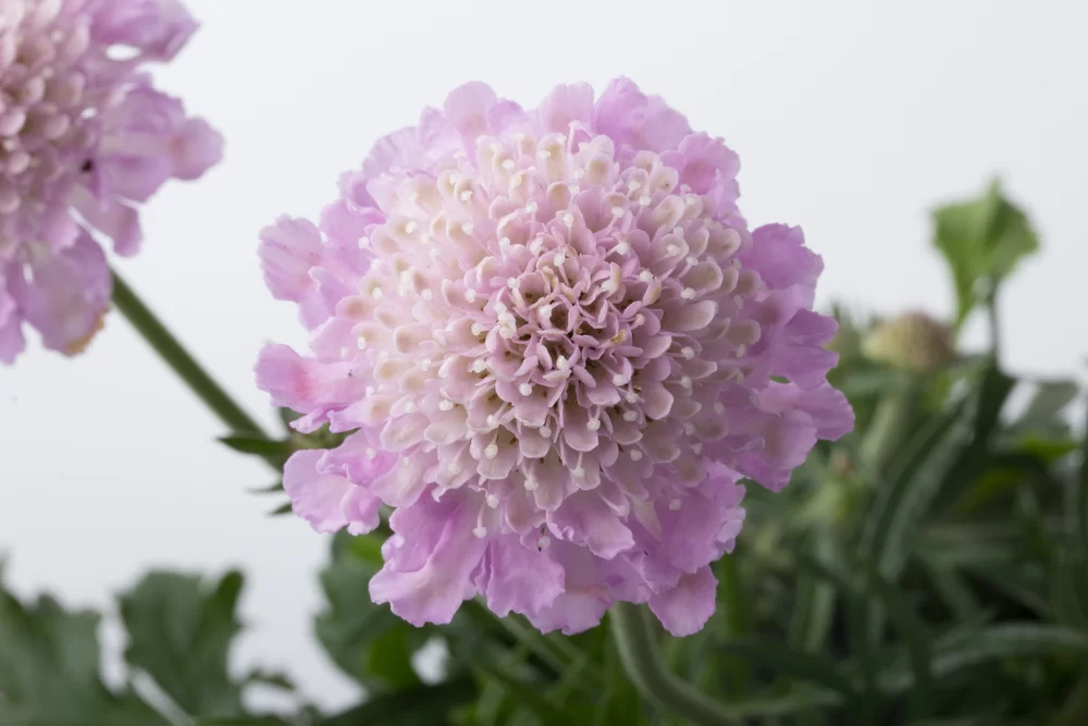 Scabiosa columbaria Pink Mist Pink Mist